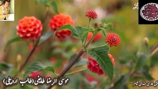 دلربا و بی نظیر دلبرانه | شعر عاشقانه نوشین زلف کج مرموز از طالب