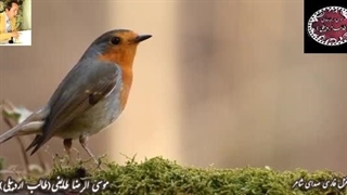 شعر دلبرانه و نوشین خاطره و خیال وعده های فردا از دفتر عاشقی طالب لیفت صورت