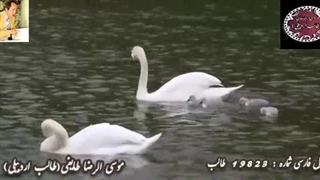 شعر عاشقانه نوشین شیوا از طالب | آوای ماندگار شاعر در هیأت گلها