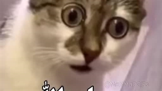 قیافه من وقتی انیمه و مانهوا صحنه دار میشه