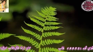 شعر نوشین فریبا | استعداد فریبا | شعر خوانی دلنشین شاعر آذربایجانی طالب