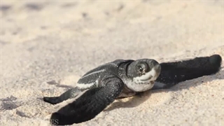 بچه های بامزه انواع حیوانات با کیفیت 4K