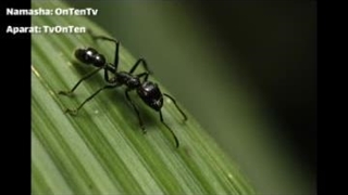 مرگبارترین حشرات جهان که میلیون ها انسان را به کام مرگ کشیده اند