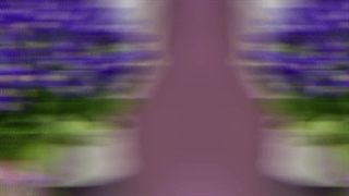 گل زنبق با قد بلندش نماد پاکی، زیبایی و اعتماده