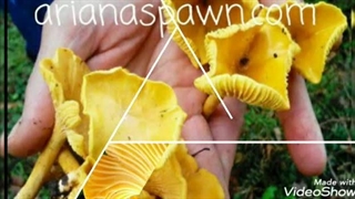 بذر قارچ دکمه ای