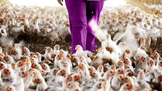 ماجرای مونتاژ مرغ در ایران چیست؟