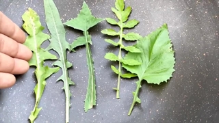 مورفین طبیعی برای کاهش دردها و درمان اعتیاد  این گیاه در باغچه و طبیعت وجود دارد