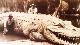 بزرگترین حیوانات جهان که واقعا انسان ها رو می‌خوردند