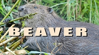 سگ آبی در حال ساخت سد