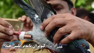 کفتر بازی در پلیس هند/ استفاده از کبوترهای نامه‌بر هنگام وقوع بلایای طبیعی