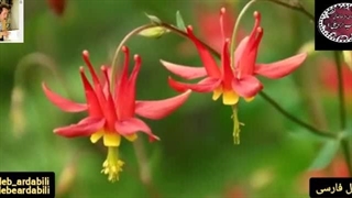 غزل خوانی بانو سحر آقا کریمی از غزل عاشقانه و شیوا مؤمن چشمان من از غزلیات فاخر طالب اردبیلی