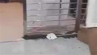 حمله خونین ۸ مهاجم با قمه به کنسرت گرشا رضایی در سیرجان