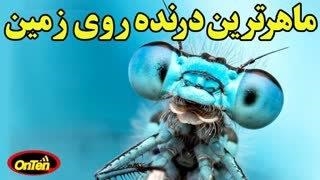 دنیای سنجاقک ها و شکارهای ماهرانه این درنده ترین موجود روی زمین