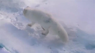 Arctic Fox Walking 3: Canter & Trot (Slow Motion Animation Reference)