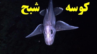 حیوانات عجیب وغریبی که نباید وجود داشته باشند!!