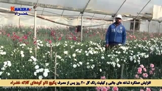 رضایتمندی مشتریان از کودهای کلاته خضراء