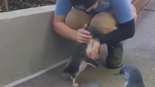 پنگوئن اینجوری خوشحالیشو ابراز می‌کنه