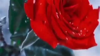 سرور دیسکورد رز سرخ 1000 نفر شد / با عضویت حمایت کنید