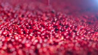 گرون ترین قهوه | راز هایی که درباره گرونترین قهوه دنیا نمی دانید !؟