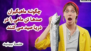 چگونه ماهیگیران  صدها تن ماهی را در دریا صید می کنند