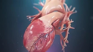 آناتومی قلب انسان (انیمیشن پزشکی سه بعدی)
