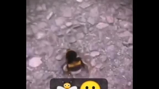 میرم زنبور بگیرممممم سجسنخسخشدص