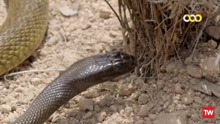 رازهای حیات‌وحش استرالیا ؛ 2016 ؛ فصل 1 ؛ قسمت 1