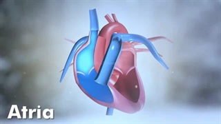 آناتومی و فیزیولوژی قلب انسان | قلب انسان چگونه کار می کند؟ (انیمیشن سه بعدی)