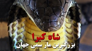 شاه کبرا، بزرگترین مار سمی جهان