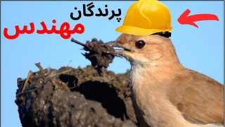 پرندگان معمار و مهندس ! (لانه های عجیب پرندگان)