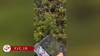 نحوه برداشت میوه بلوبری از درخت