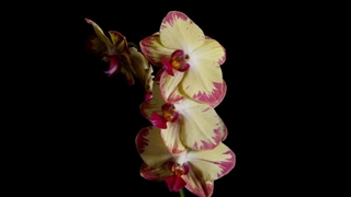 ویدیویی زیبا