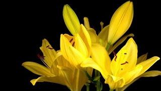 ویدیویی زیبا