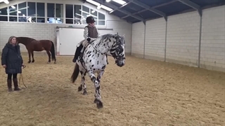 زیباترین اسب های جهان