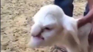 جن در جلد گوسفند