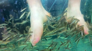 Doctor fish Pedicure