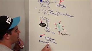 ninja nerd ایمونولوژی قسمت هفتم( ساختار و عملکرد آنتی بادی)