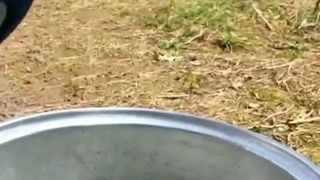 آشپزی در طبیعت با برنج فسفری