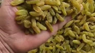 کشمش سبز قلمی لوکس امسالی