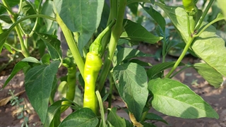 فلفل تند و آتشین