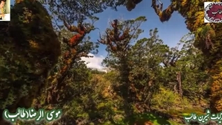 شعر غزل عاشقانه ی مصائب دل طالب اردبیلی با صدای دلنشین شاعر