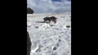 تاکتیک شگفت انگیز بری خاتمه دادن به نزاع دو گوزن؛ تیراندازی دقیق محیطبان با گلوله پلاستیکی