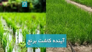 تفاوت کاشت برنج با آبیاری قطره ای و آبیاری غرقابی کاشت ابرو