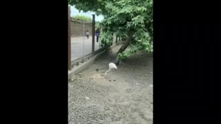 وضیعت اسفناک حیوانات نادر در باغ وحش بابلسر