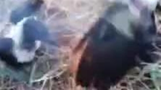 واکنش باور نکردنی چند کلاغ به روشن شدن آتش در لانه شان