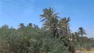 14020605: قسمت چهارم: نخلستان