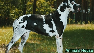 10 تا از بزرگ ترین نژاد سگ در جهان