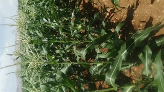 معرفی کود 10X شوک و نتیجه آن در مزرعه ذرت