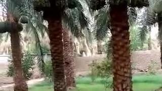 نتیجه استفاده از کود هیومیک اسید شوک برای نخل خرما