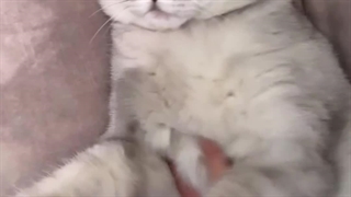 گربه لیسا♡استوریش